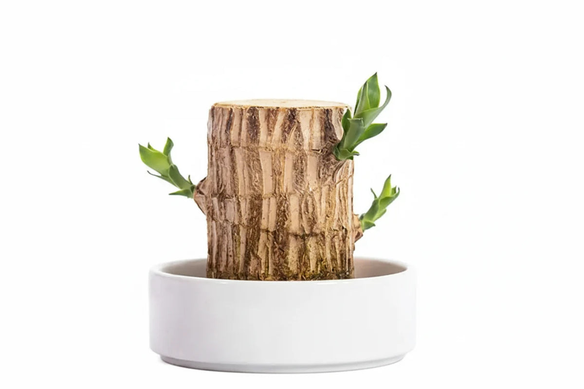 Calming Plant for the Home