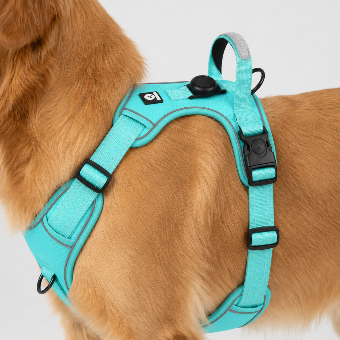 Adjustable No-Pull Chest Harness