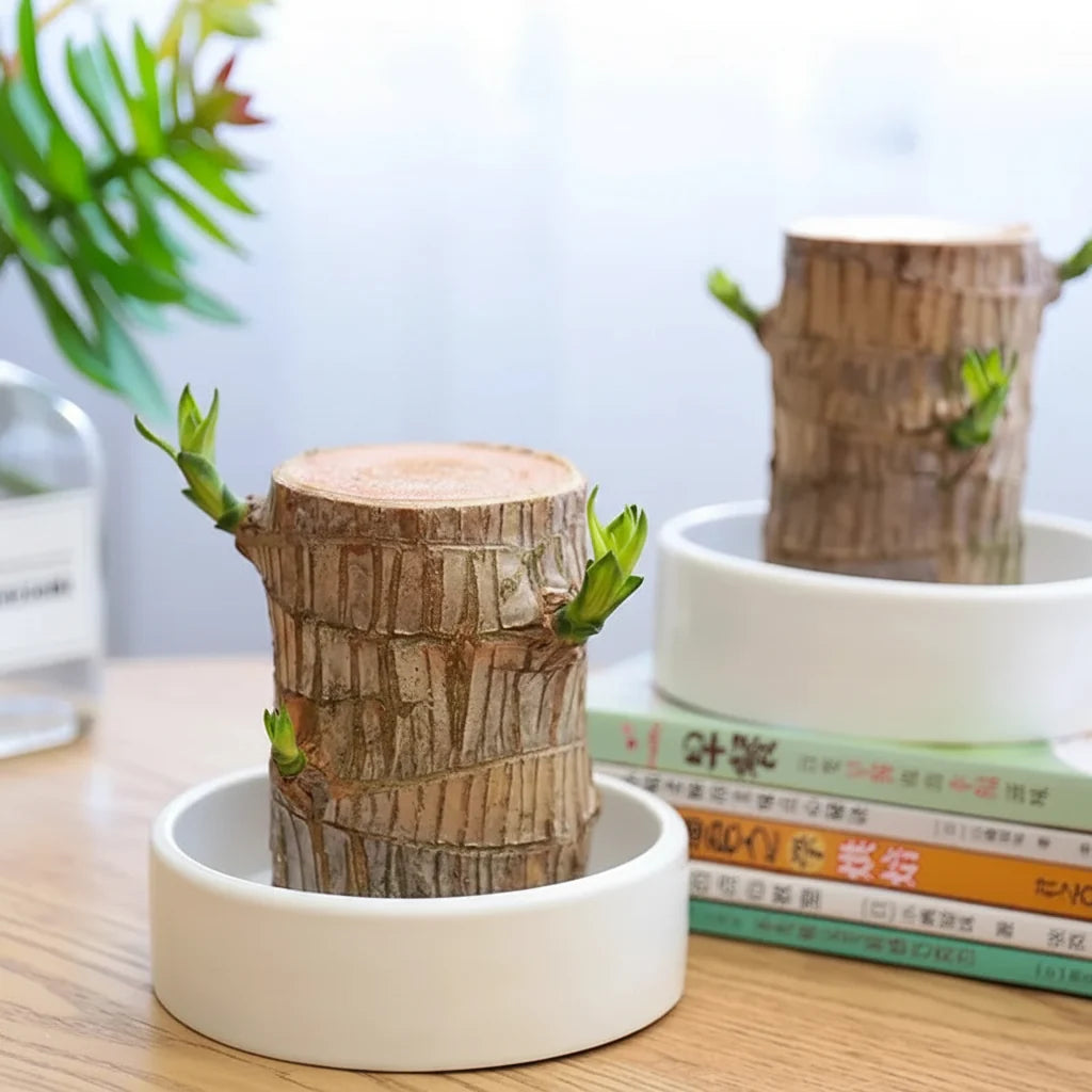 Calming Plant for the Home