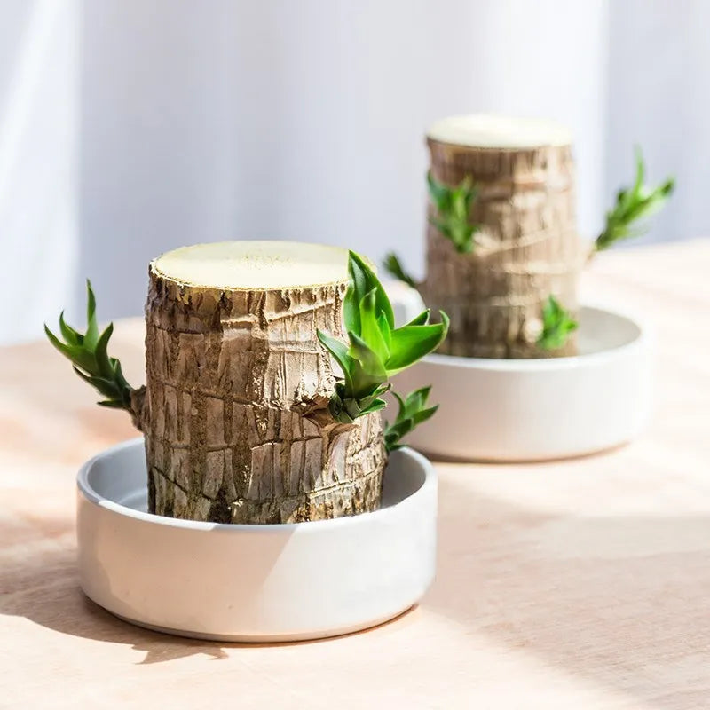 Calming Plant for the Home