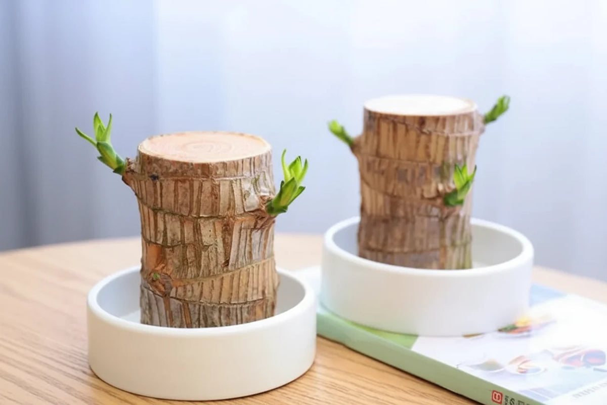 Calming Plant for the Home