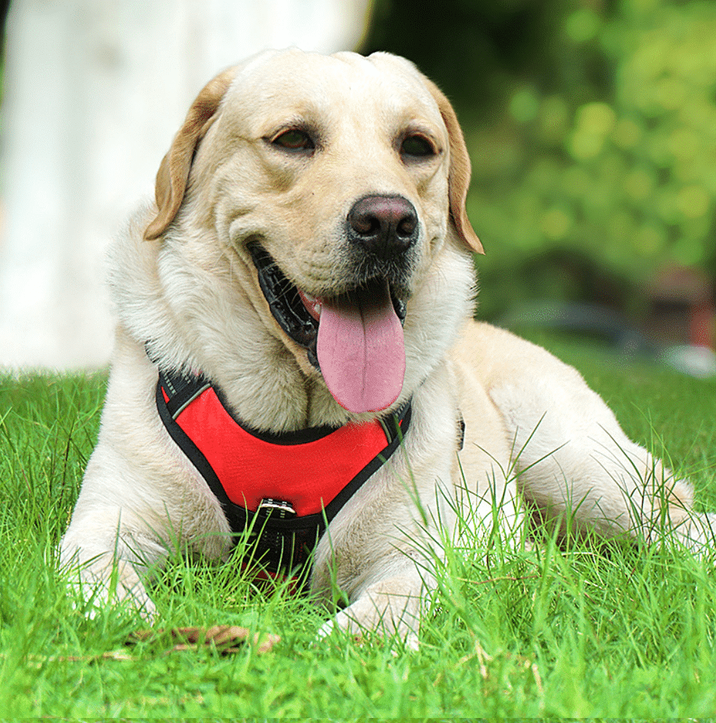 Soft Reflective Dog Harness - Durable & Waterproof - Red, Black, or Blue